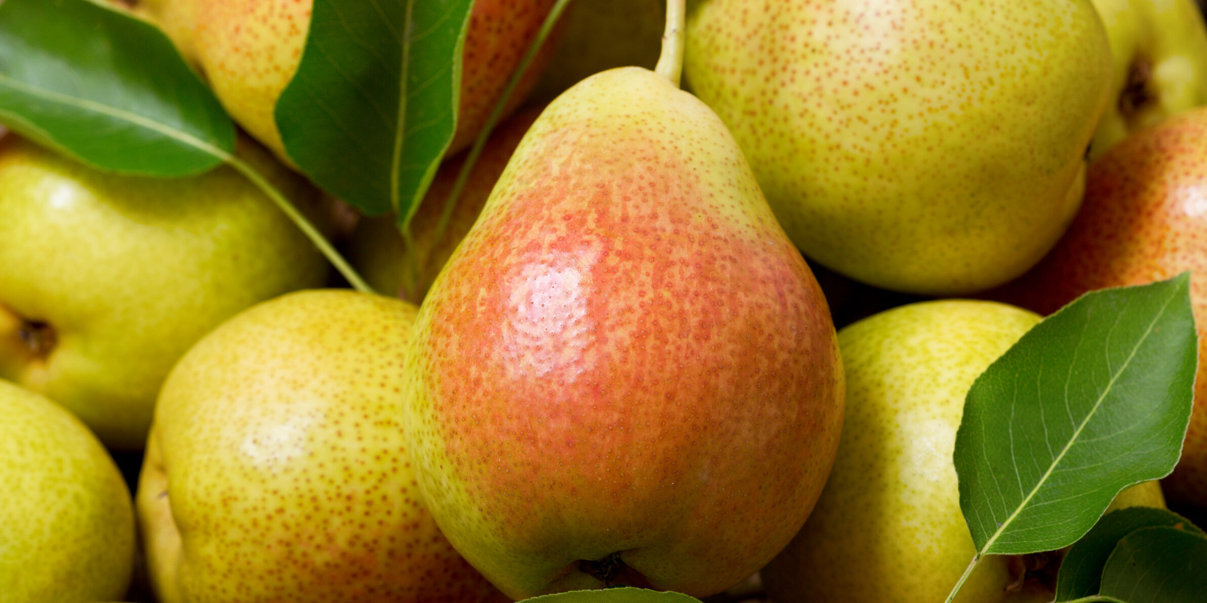 fresh pears with leaves, top view