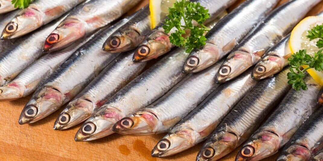 anchovies 11 19 2021
